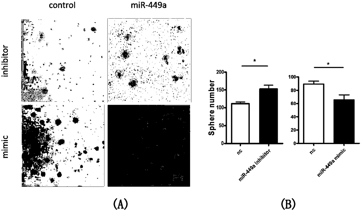 Method for promoting in-vitro amplification of RPCs (retinal progenitor cells) of mouse by inhibiting microRNA (micro ribonucleic acid)