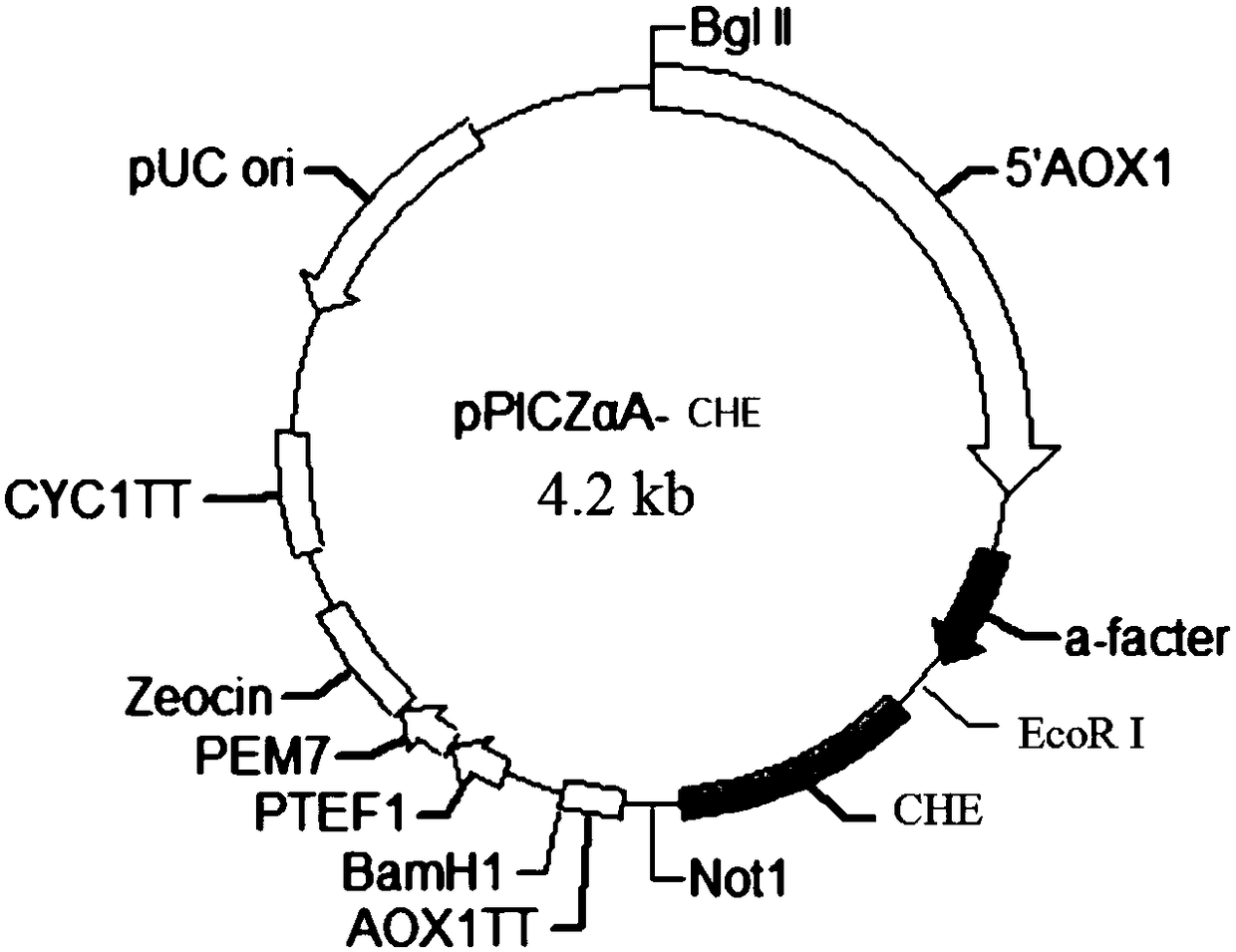 Gene, expression vector, bacterial strain and application of a kind of sterol lipase for papermaking