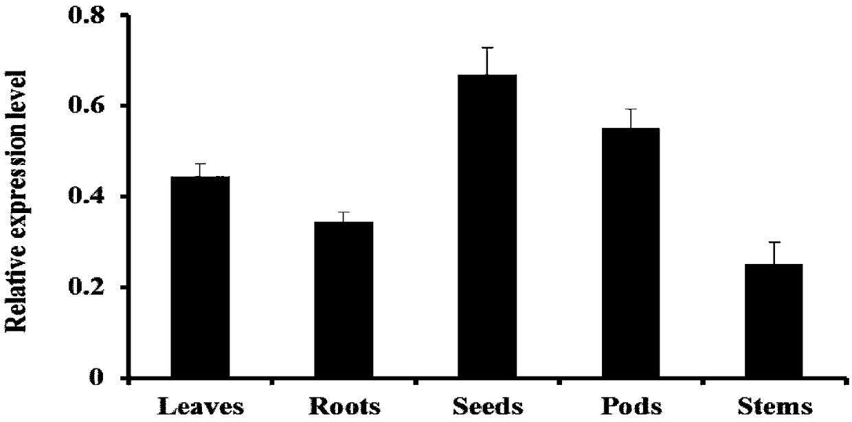 Soybean lipid transporter gene GmABCA9 and application thereof