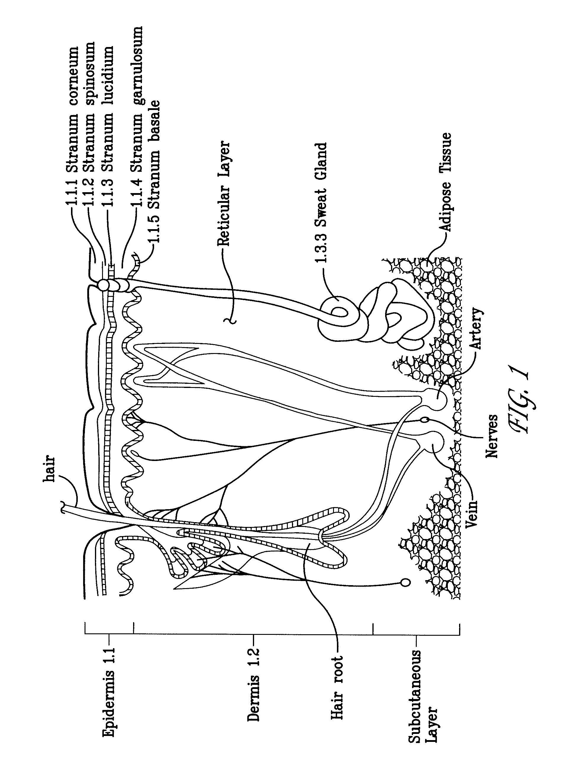 Electroporation devices and methods of using same for electroporation of cells in mammals
