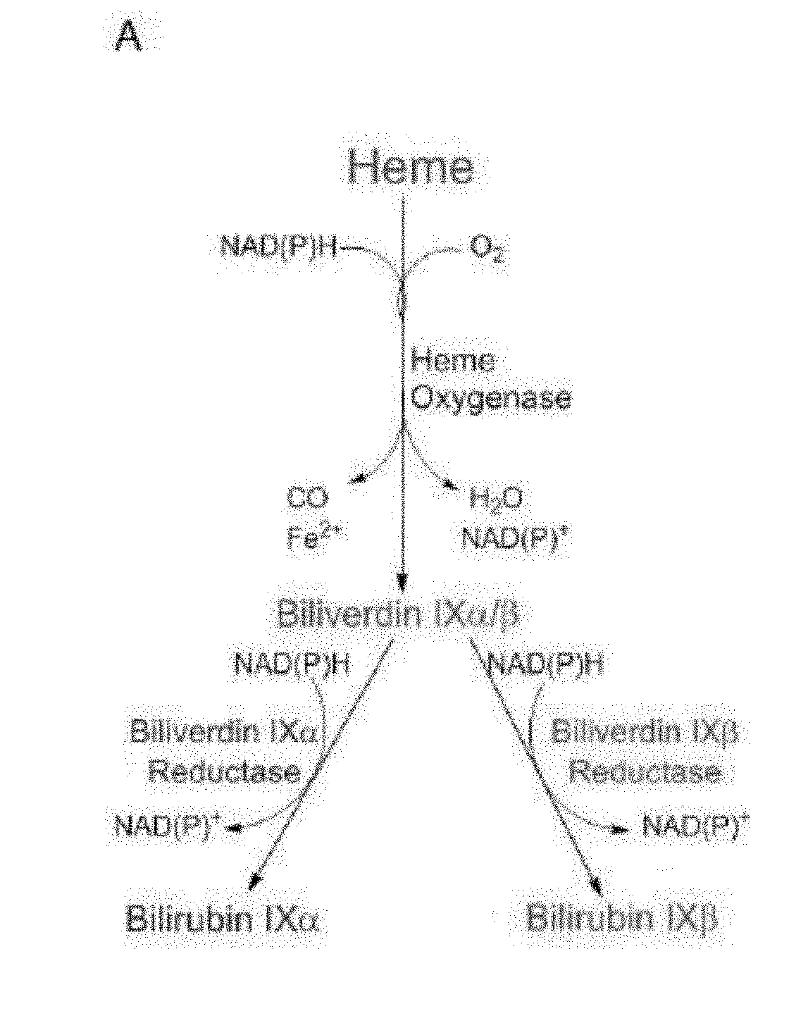 Methods for increasing platelet count by inhibiting biliverdin ixbeta reductase