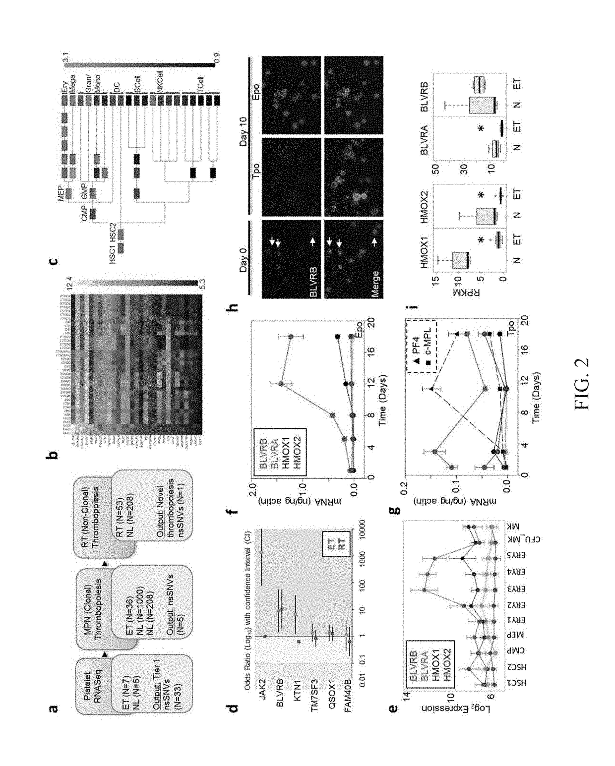 Methods for increasing platelet count by inhibiting biliverdin ixbeta reductase