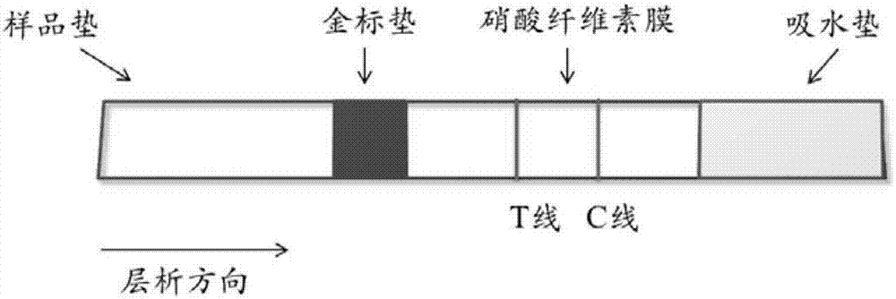 A colloidal gold test strip for detecting toxoplasma gondii antibody