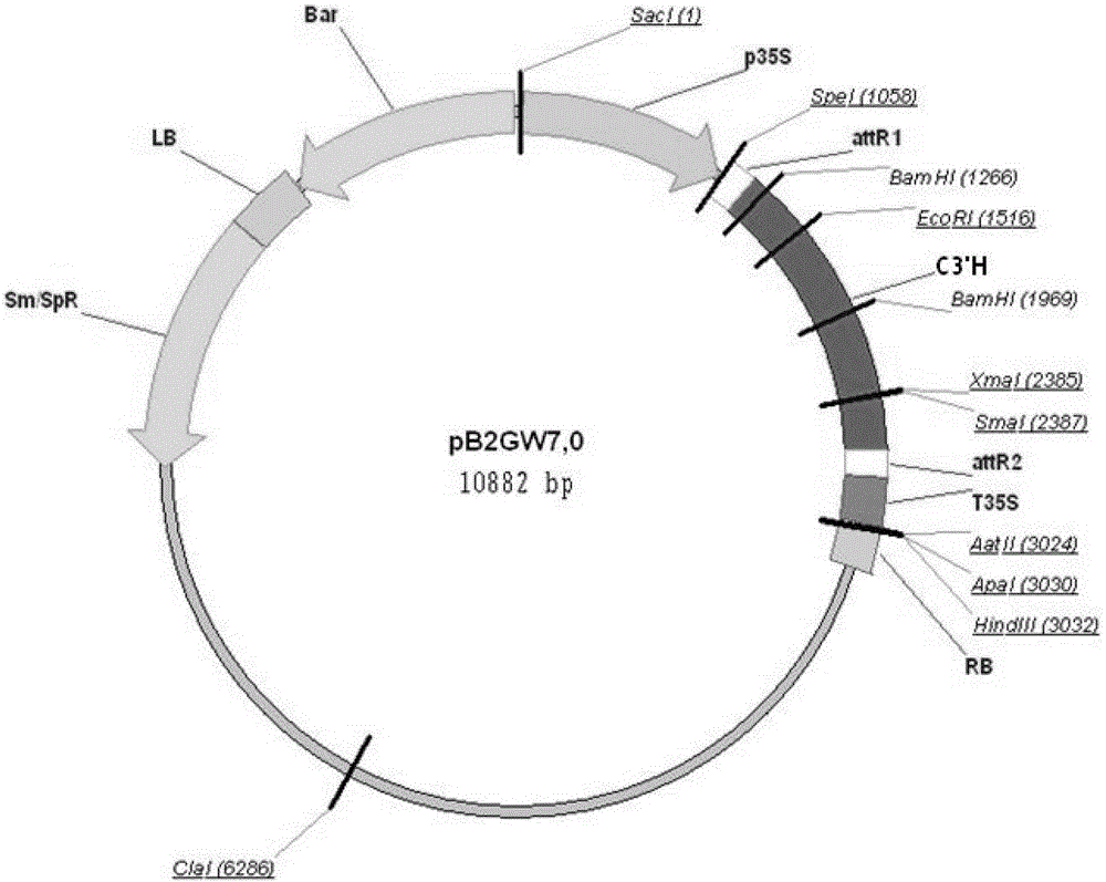 Method for acquiring transgenic seedlings by converting adventitious buds of honeysuckle