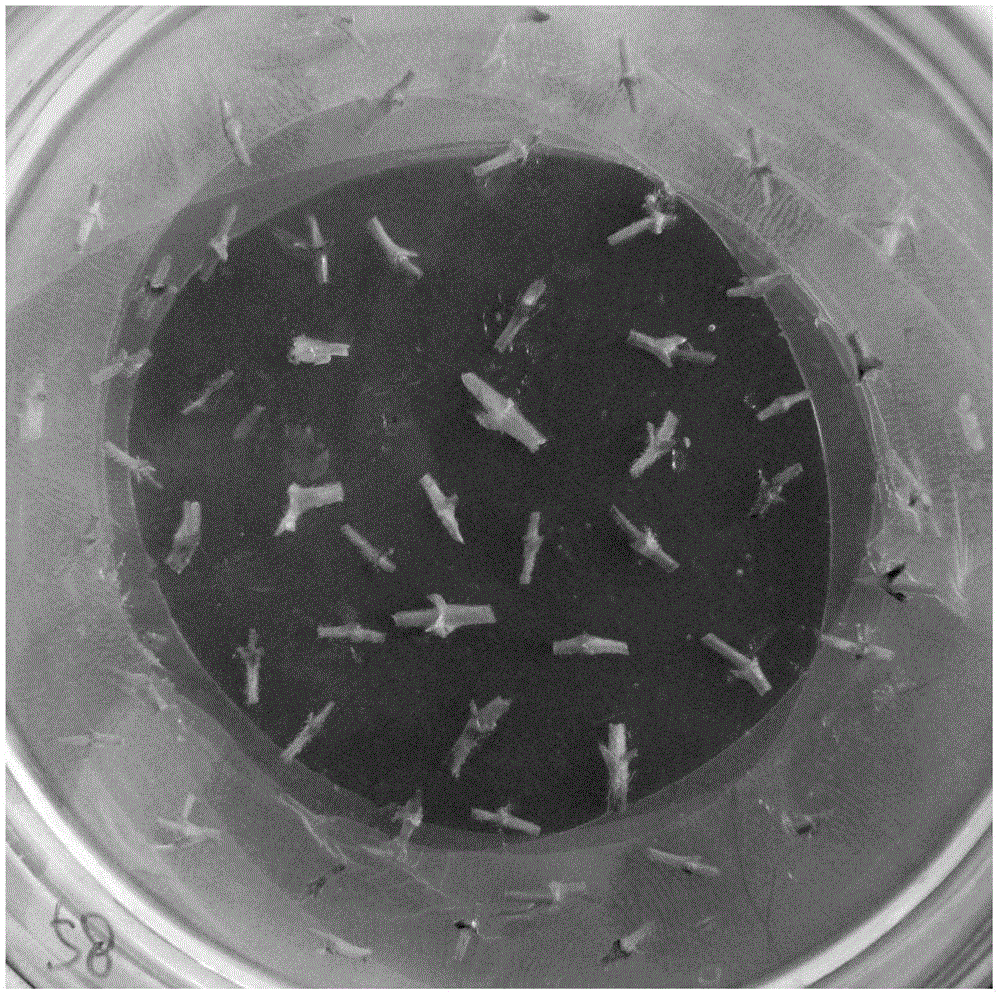 Method for acquiring transgenic seedlings by converting adventitious buds of honeysuckle