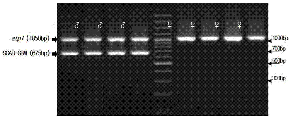 Usage of molecular marker for identifying gender of gingo