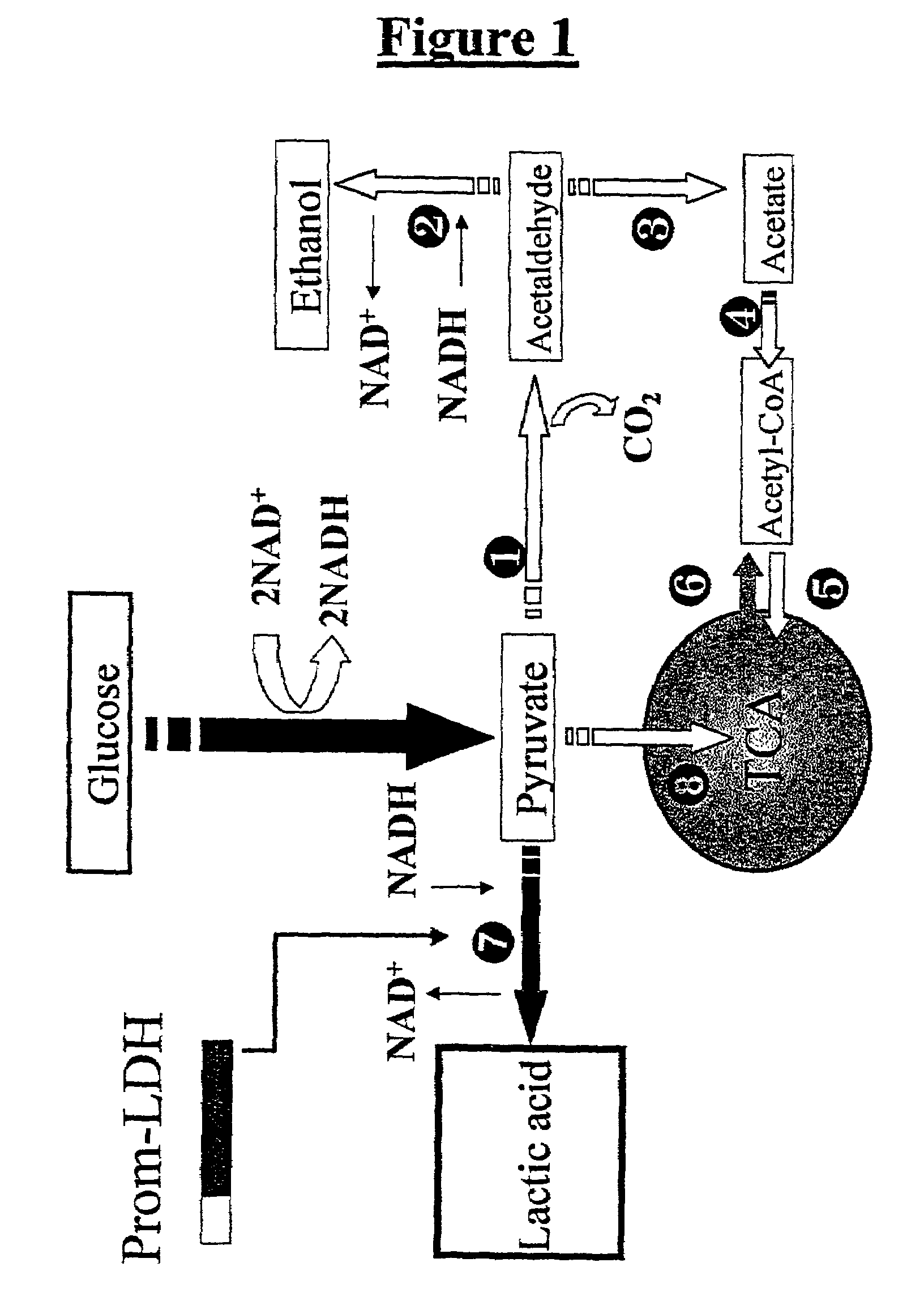 Processes for producing lactic acid using yeast transformed with a gene encoding lactate dehydrogenase
