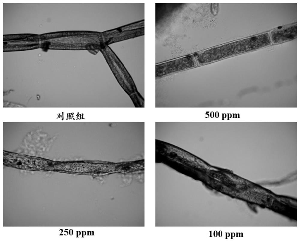 Complex plant extracts, compositions and methods of use for controlling the growth of Clado algae