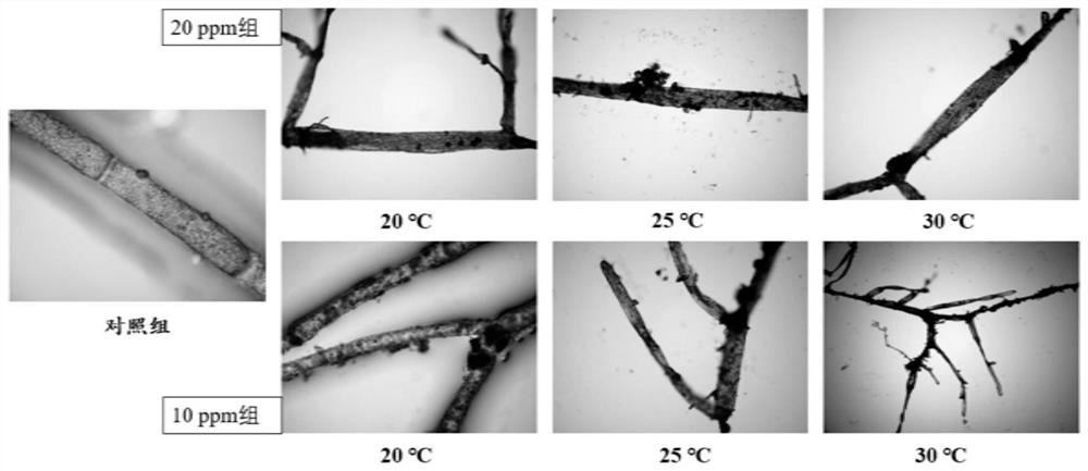 Complex plant extracts, compositions and methods of use for controlling the growth of Clado algae