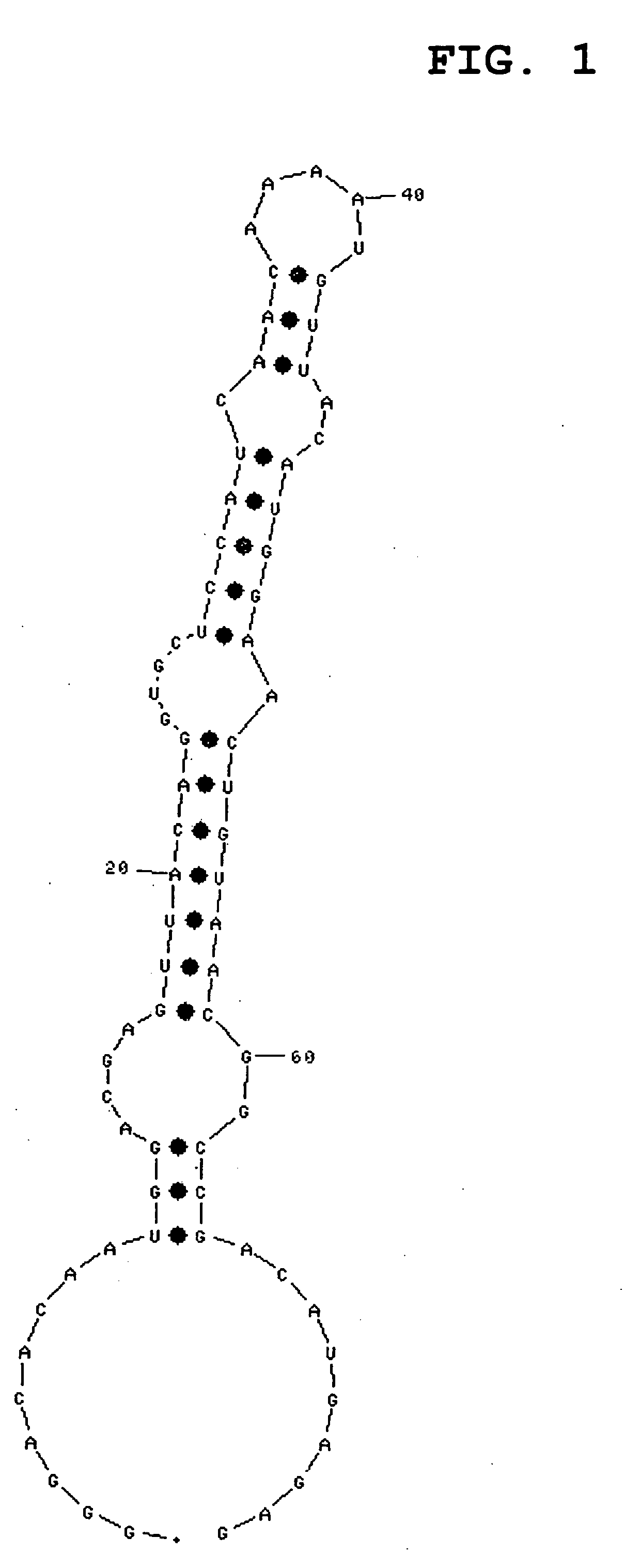 Nucleic acid capable of binding to immunoglobulin G and use thereof
