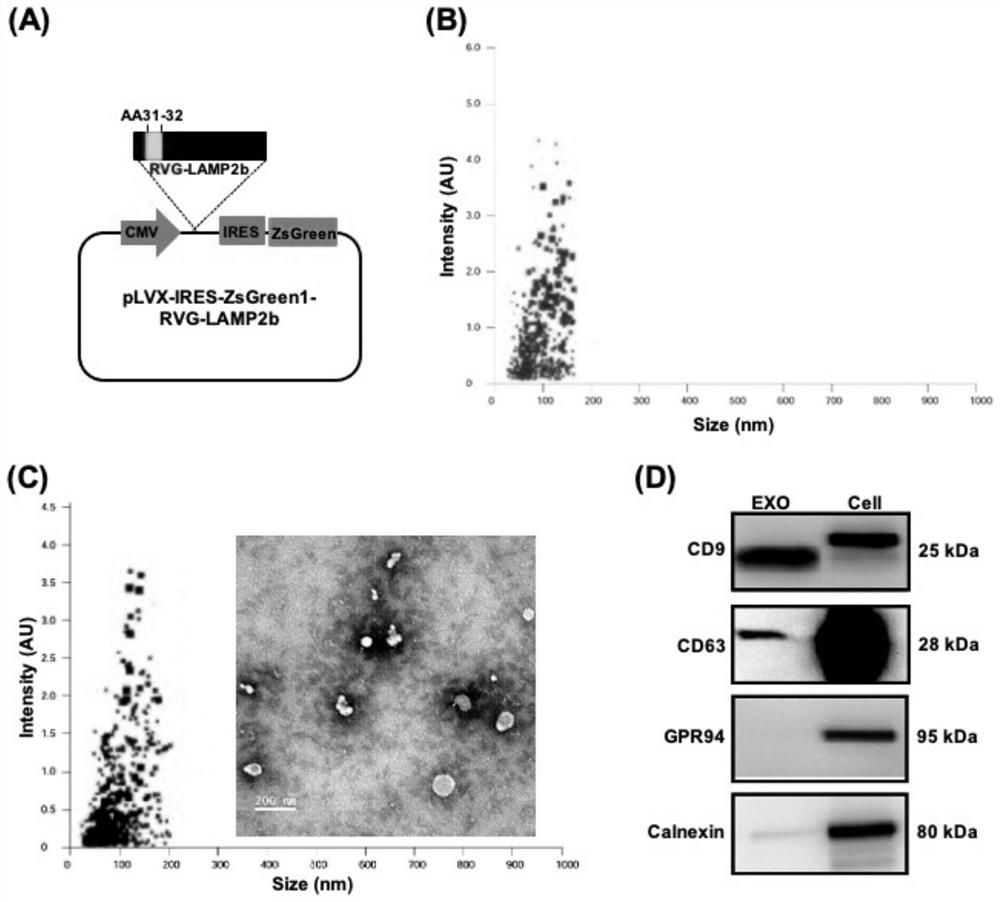 Exosome containing CD10-dm protein as well as preparation method and application of exosome