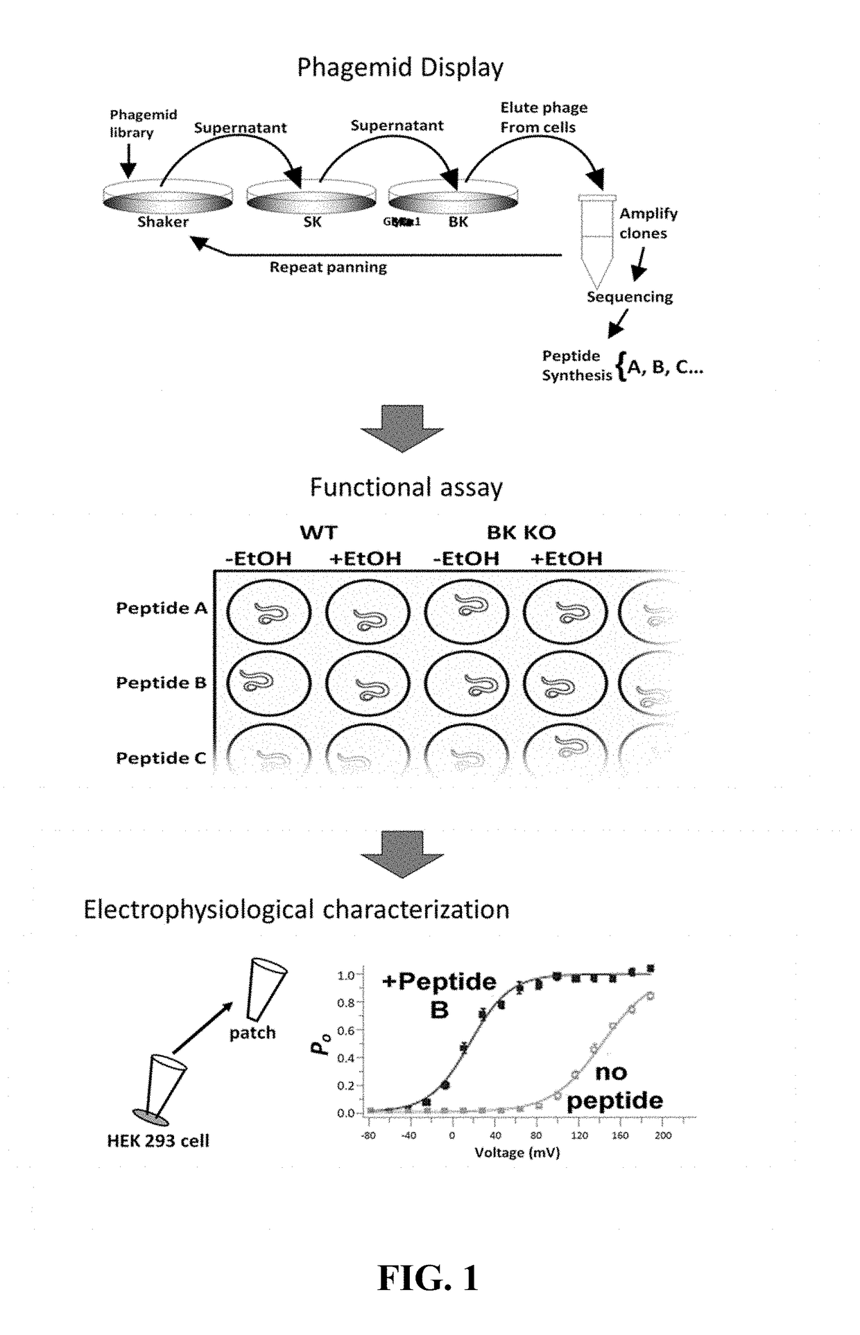 BK channel-modulating peptides and their use