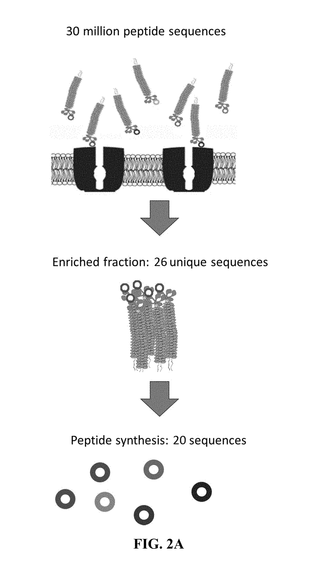 BK channel-modulating peptides and their use
