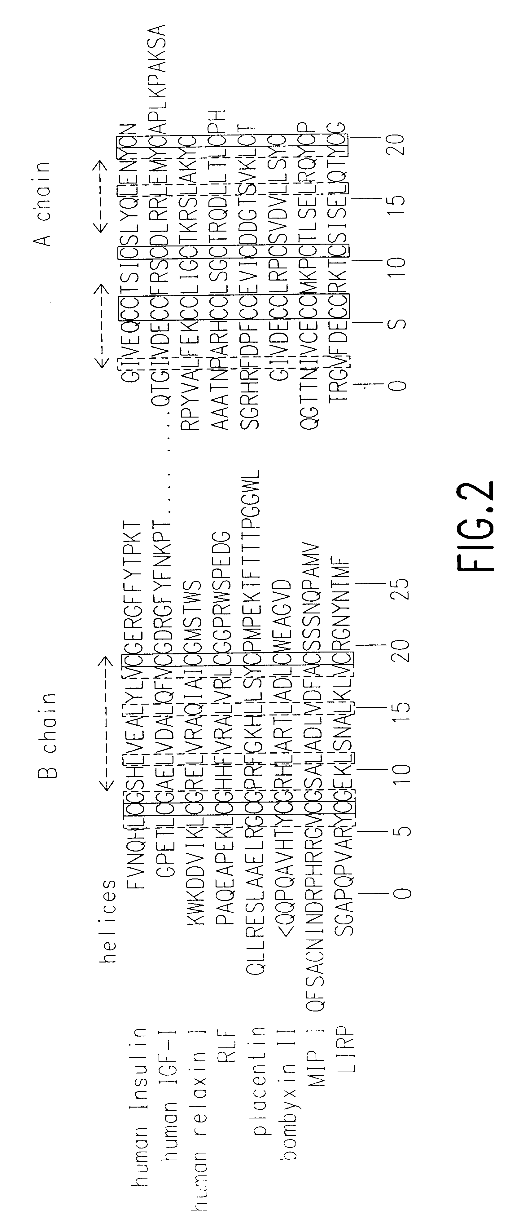 Nucleic acids and proteins of C. elegans insulin-like genes and uses thereof