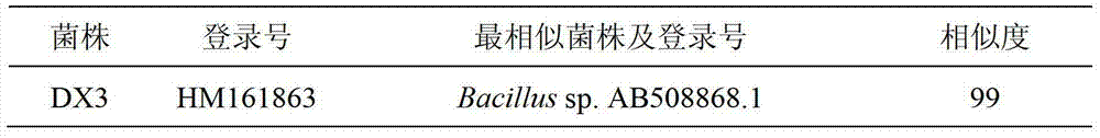 Biocontrol Strain dx3 for Controlling Tomato Yellow Leaf Curl Virus and Its Application