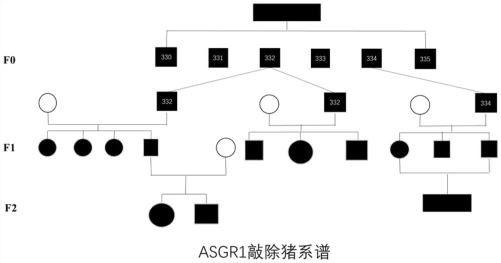Asialoglycoprotein receptor 1 (ASGR1) mutant gene and application thereof to preparation of mammal liver injury sensitive model