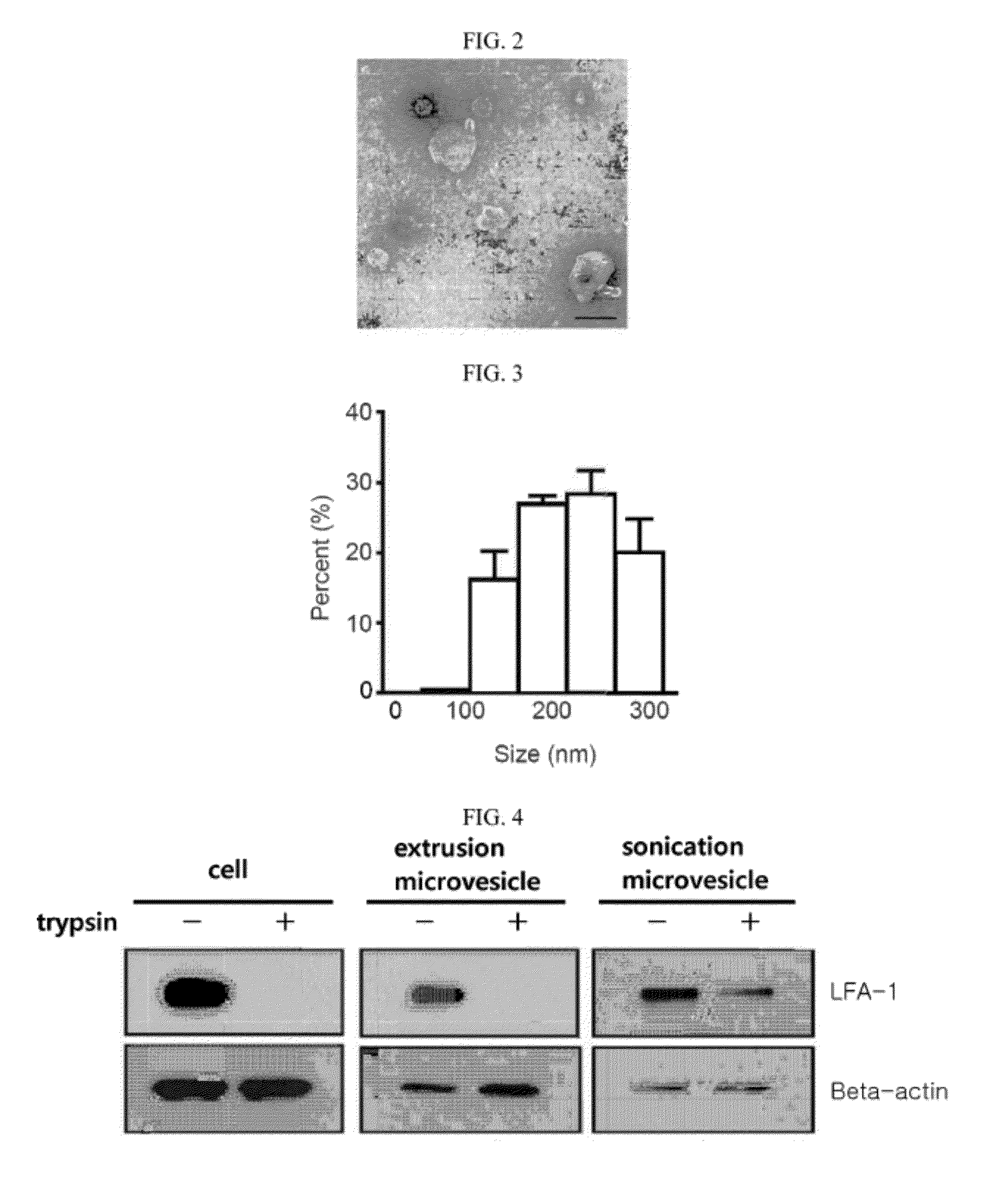 Microvesicles derived from nucleated, mammalian cells and use thereof