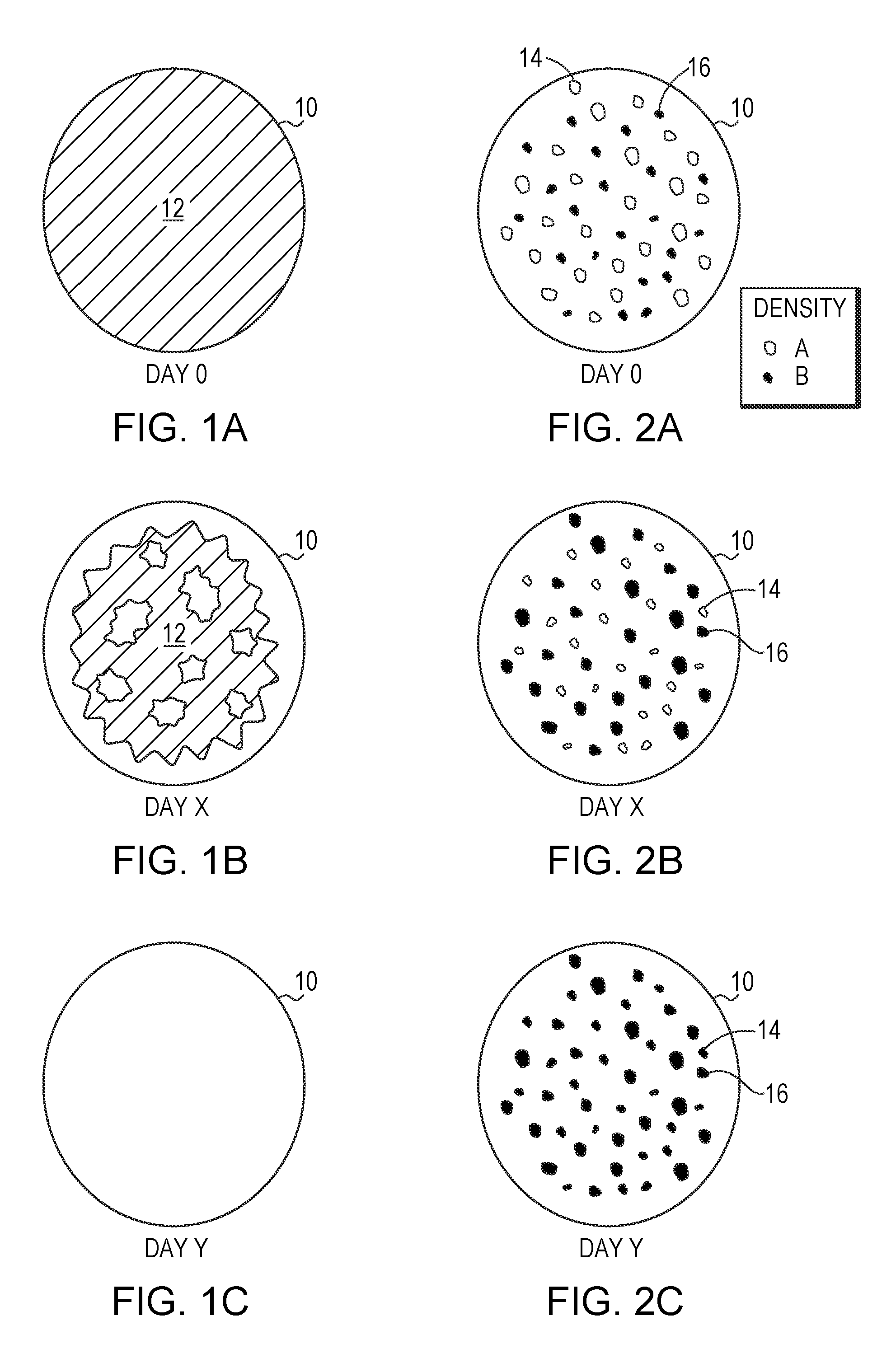 Particulate Tissue Graft with Components of Differing Density and Methods of Making and Using the Same