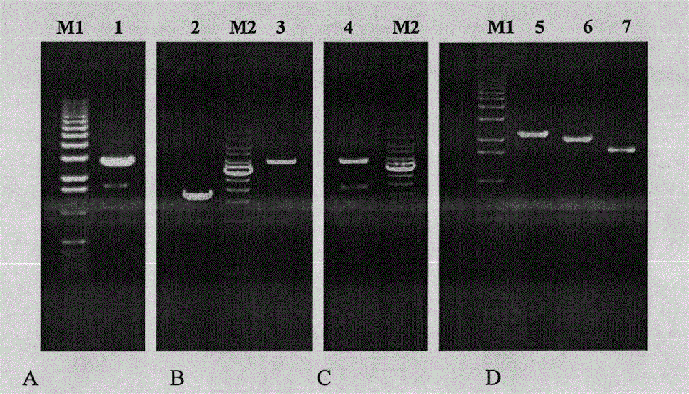 Preparation method of maltooligosyltrehalose hydrolase gene sequence and recombinant protein thereof
