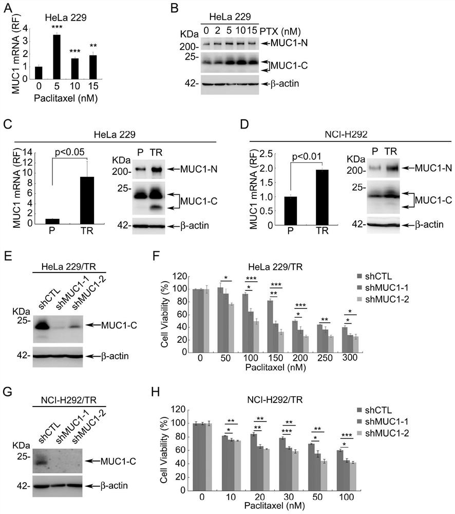 Application of egfr inhibitors in the preparation of drugs for the treatment of muc1 positive tumors