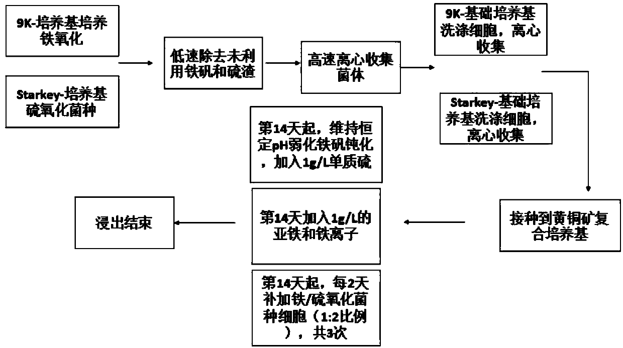 Method for enhancing leaching of copper pyrites based on microbial growth and chemical regulation and control