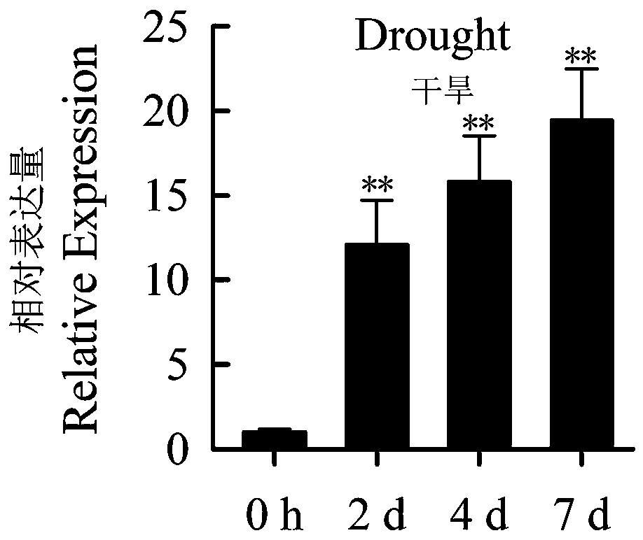 Jatropha curcas L MYB class transcription factor JcMYB16 gene and application in improving plant drought resistance