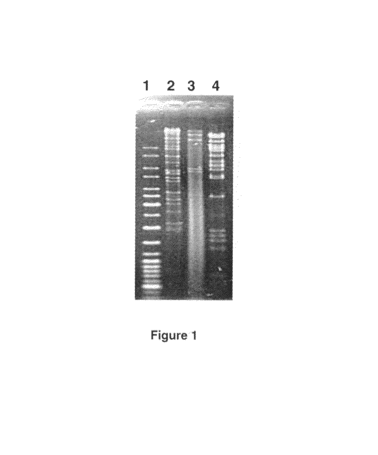 E. coli O157:H7 bacteriophage and uses thereof