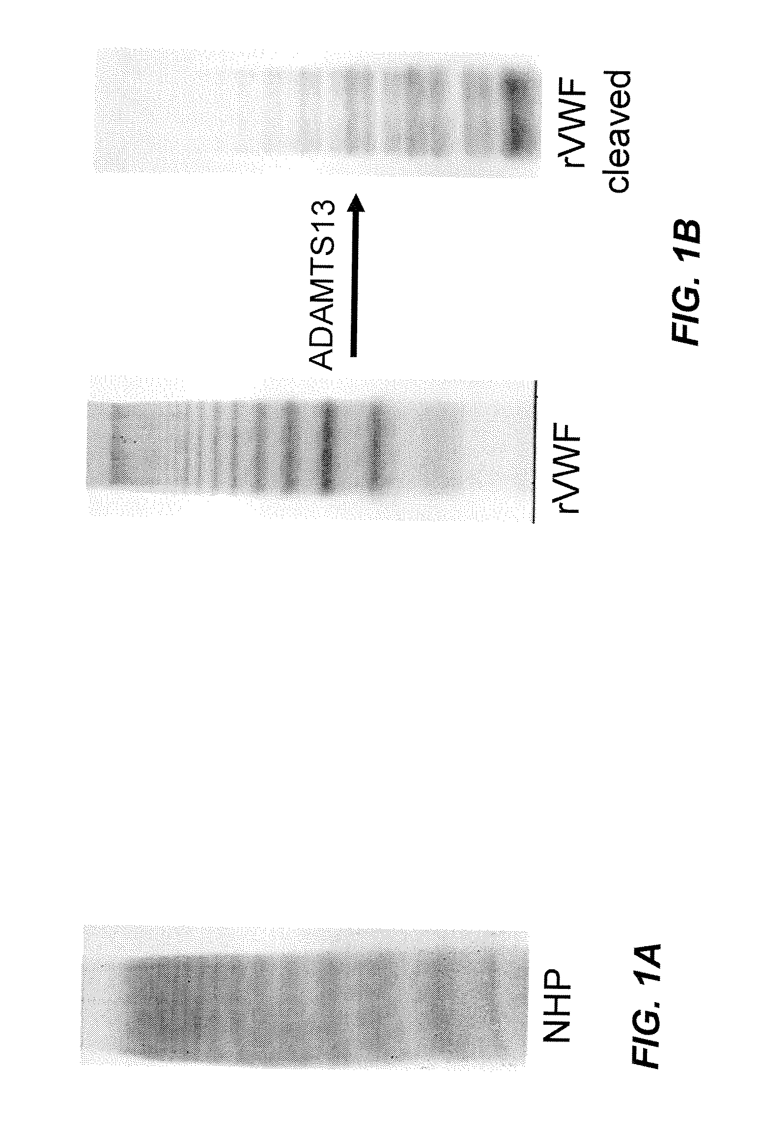 Methods of measuring adamts13-mediated in vivo cleavage of von willebrand factor and uses thereof