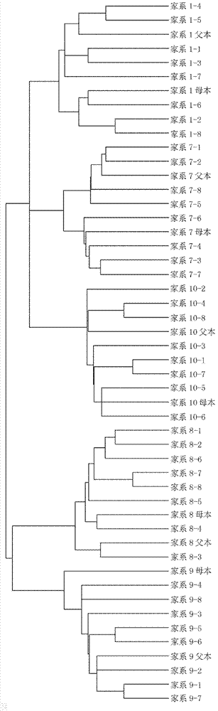 Molecular marking method for discriminating different family of Cyprinus carpiovar jian