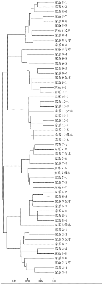 Molecular marking method for discriminating different family of Cyprinus carpiovar jian