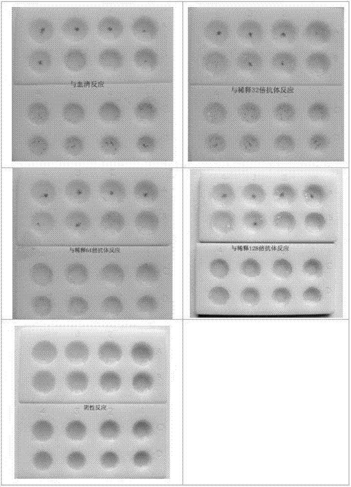 abo blood group reverse typing colloidal gold kit and preparation method