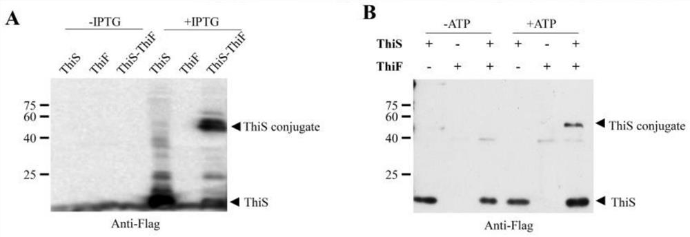 A kit for studying ubiquitin-like system in bacteria and its application