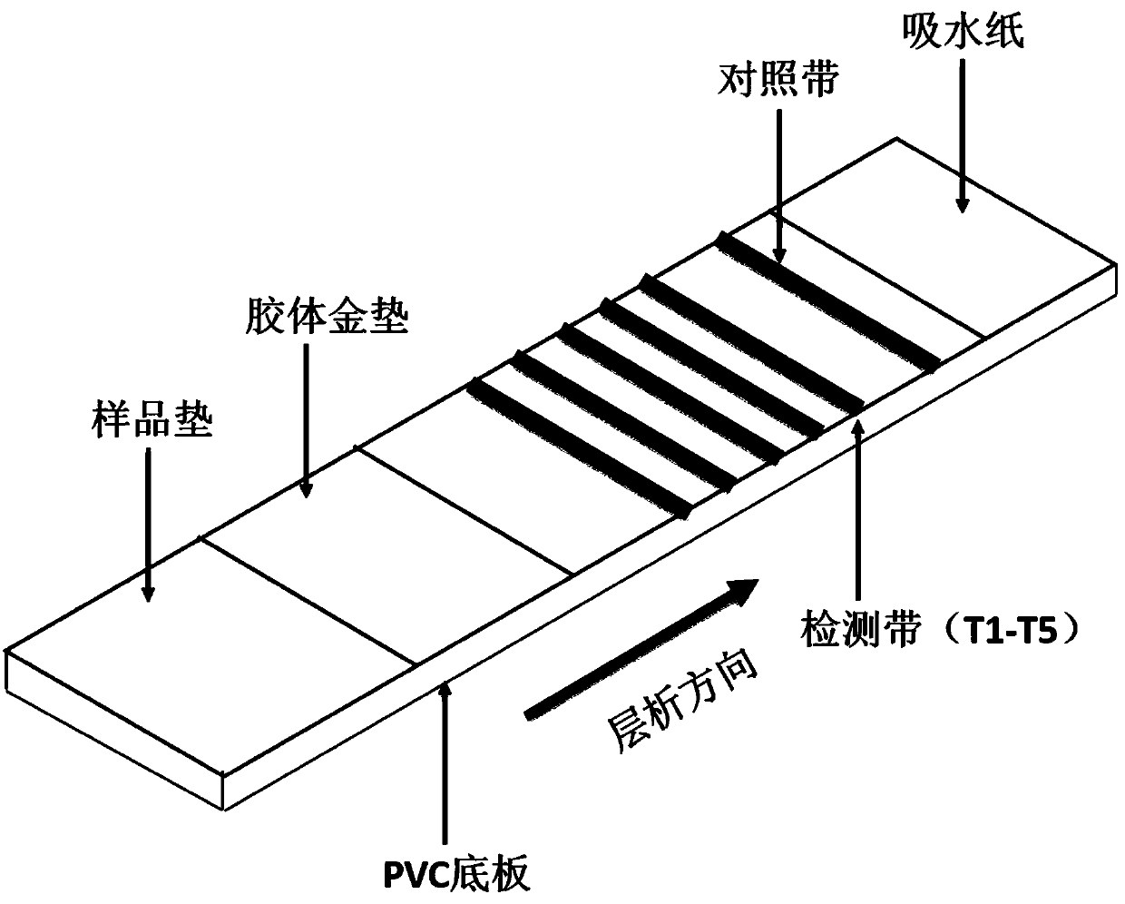 Application of esophageal cancer related antibody protein combination in colloidal gold test strip