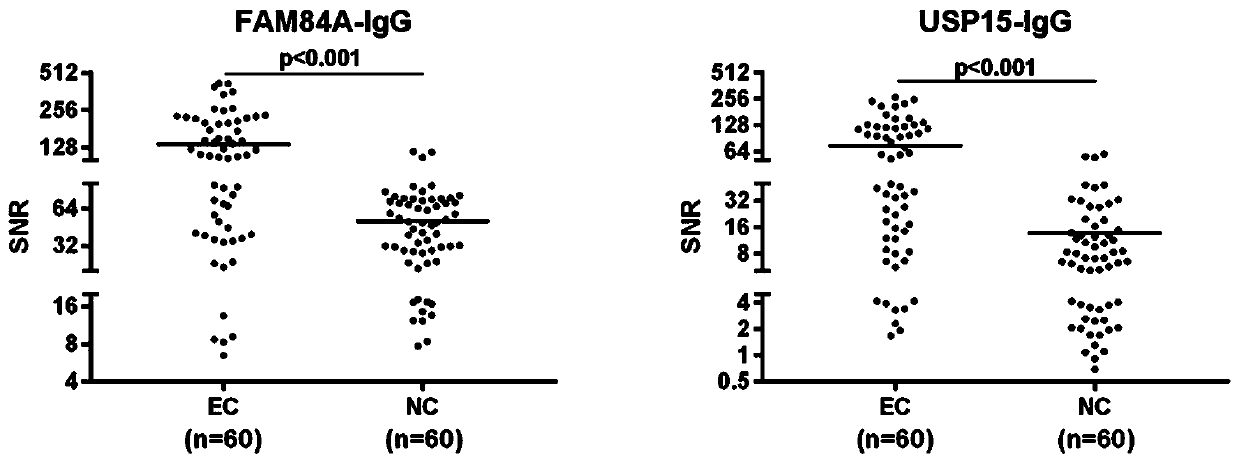 Application of esophageal cancer related antibody protein combination in colloidal gold test strip