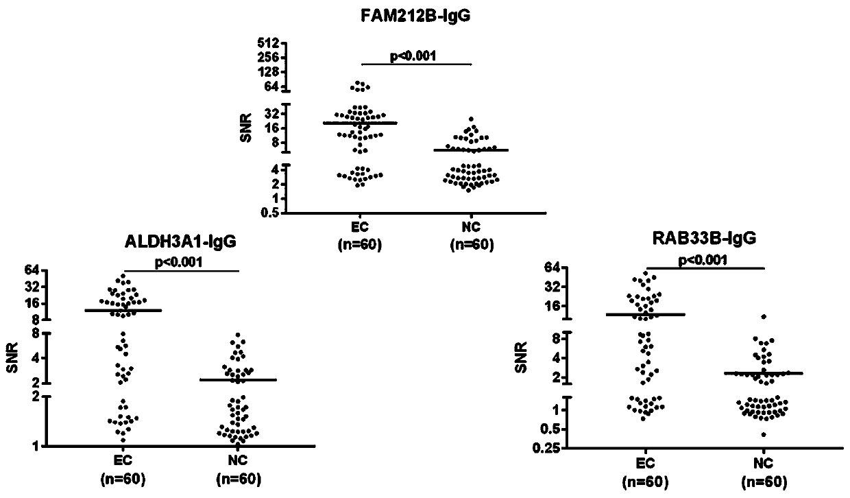 Application of esophageal cancer related antibody protein combination in colloidal gold test strip