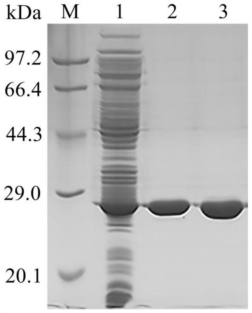 Esterase mutant Est8-XL with improved activity and application thereof
