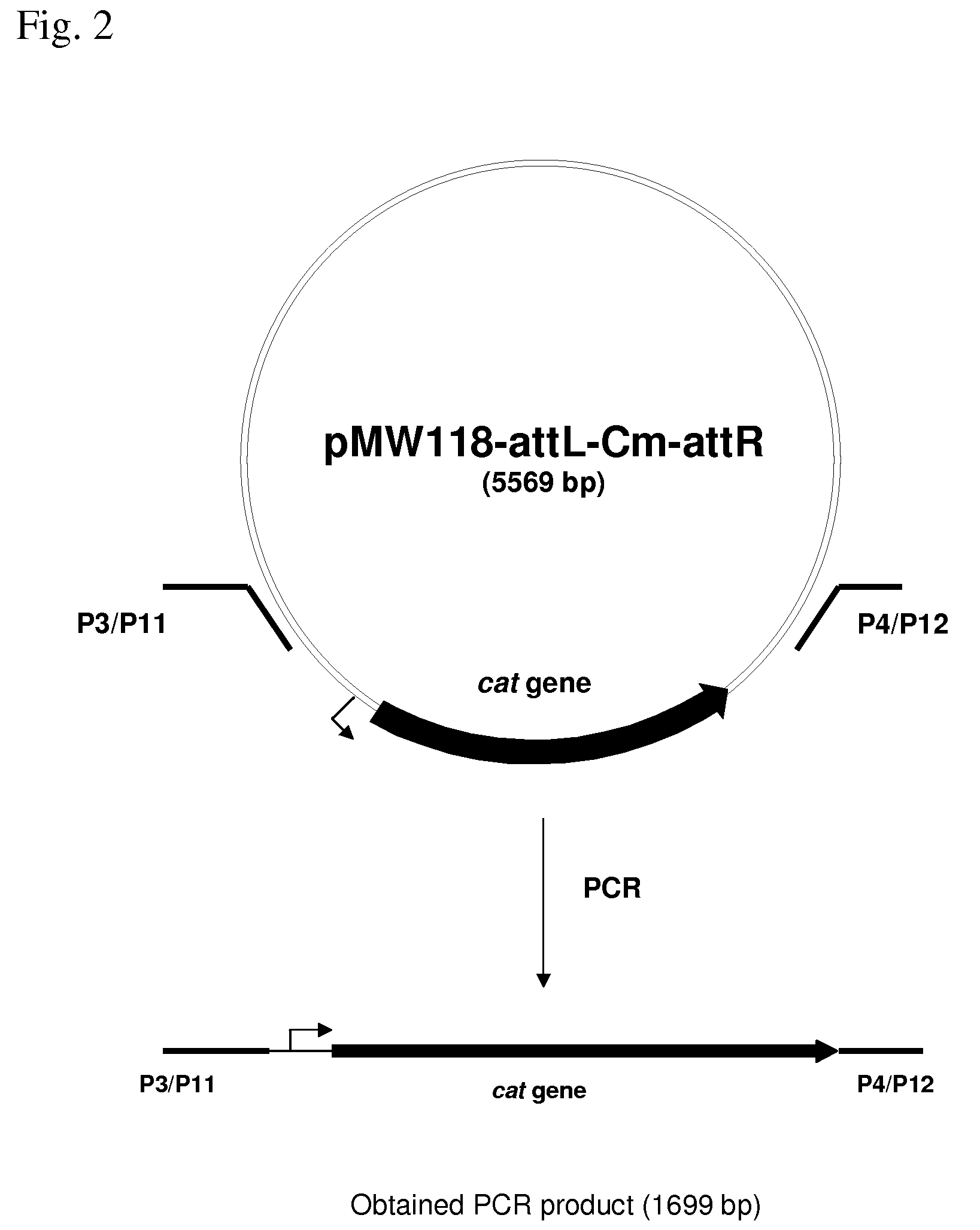 Method for producing an L-amino acid by fermentation using a bacterium having an enhanced ability to utilize glycerol