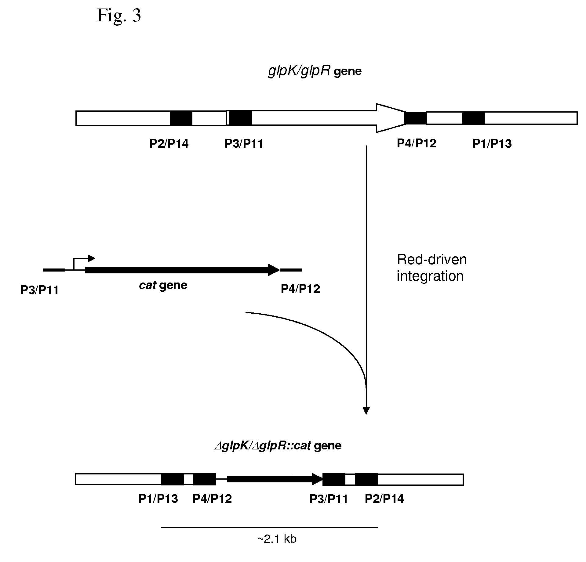 Method for producing an L-amino acid by fermentation using a bacterium having an enhanced ability to utilize glycerol