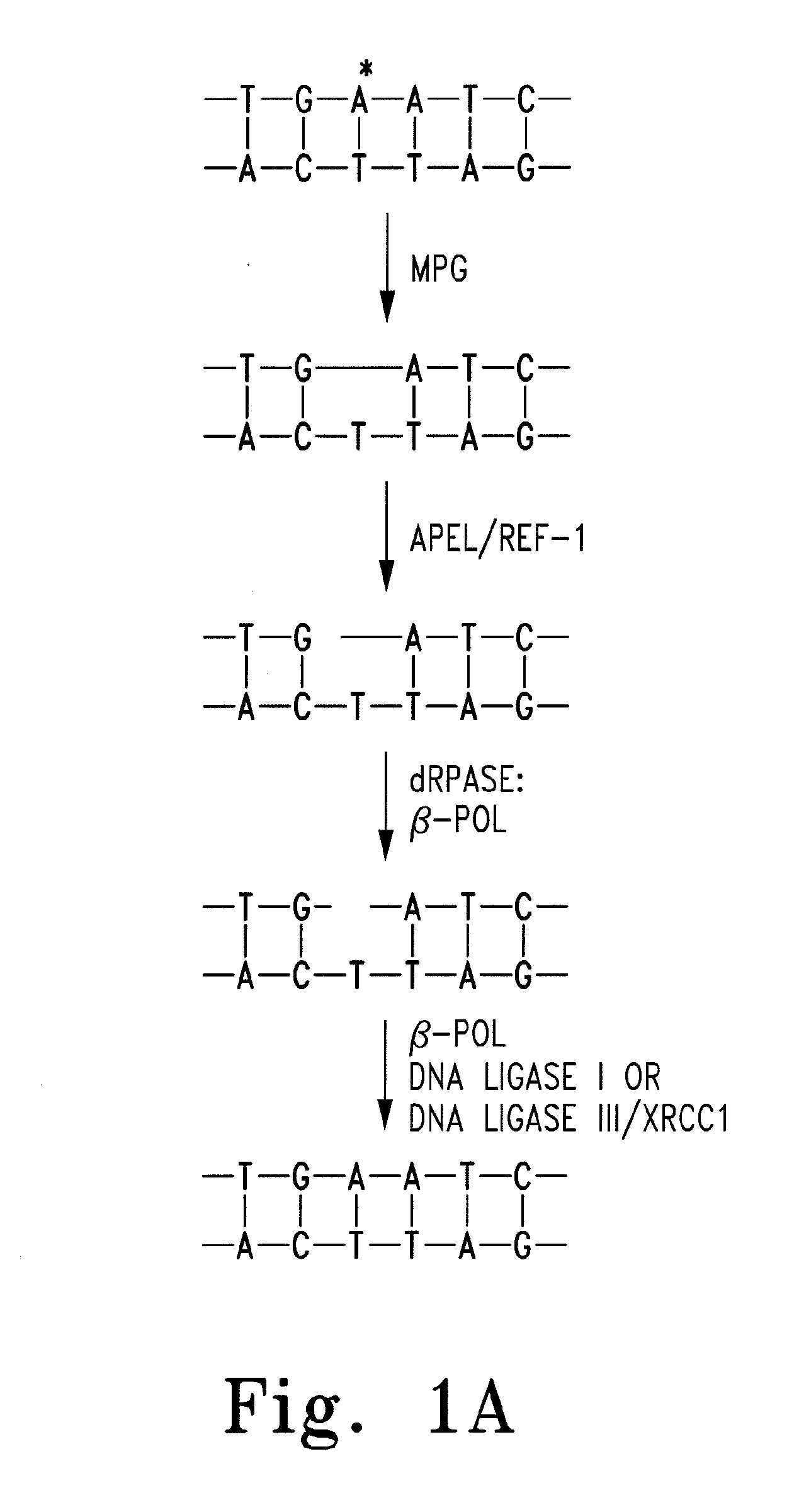 Quinone derivatives, pharmaceutical compositions, and uses thereof