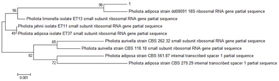 Pholiota adiposa strain YX1 as well as culture method and application thereof