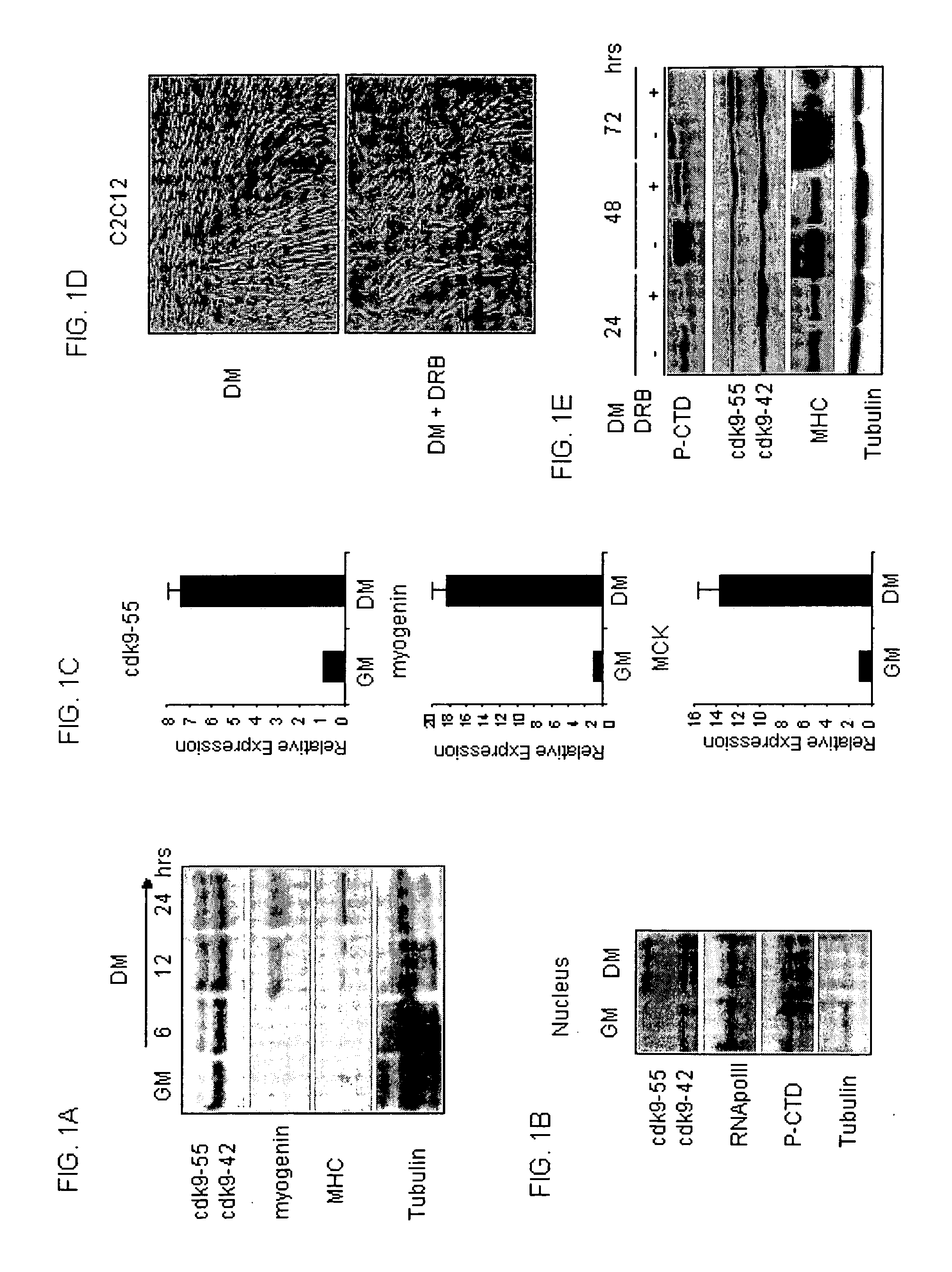 Regenerating and enhancing development of muscle tissue