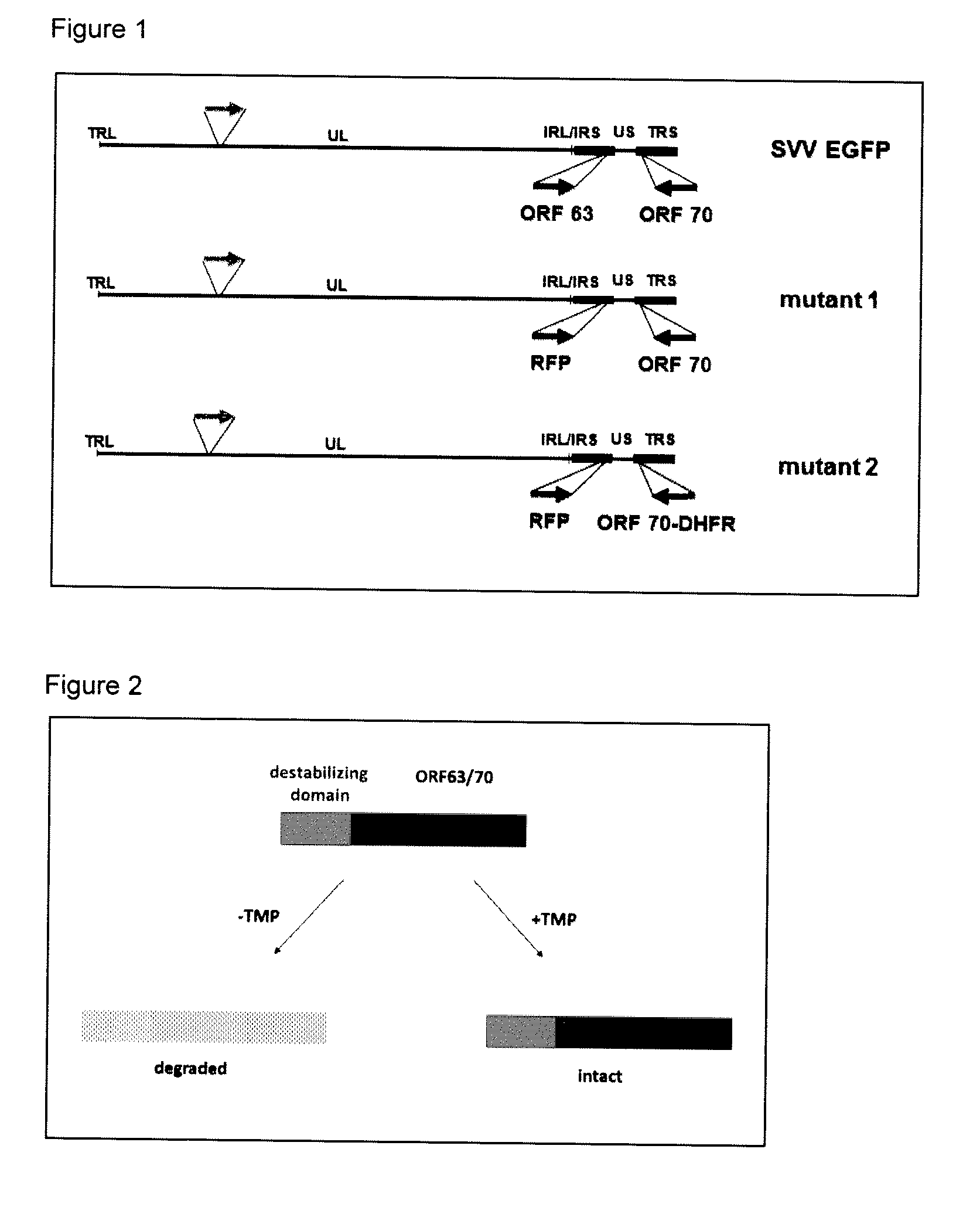 Conditionally replication deficient herpes virus and use thereof in vaccines