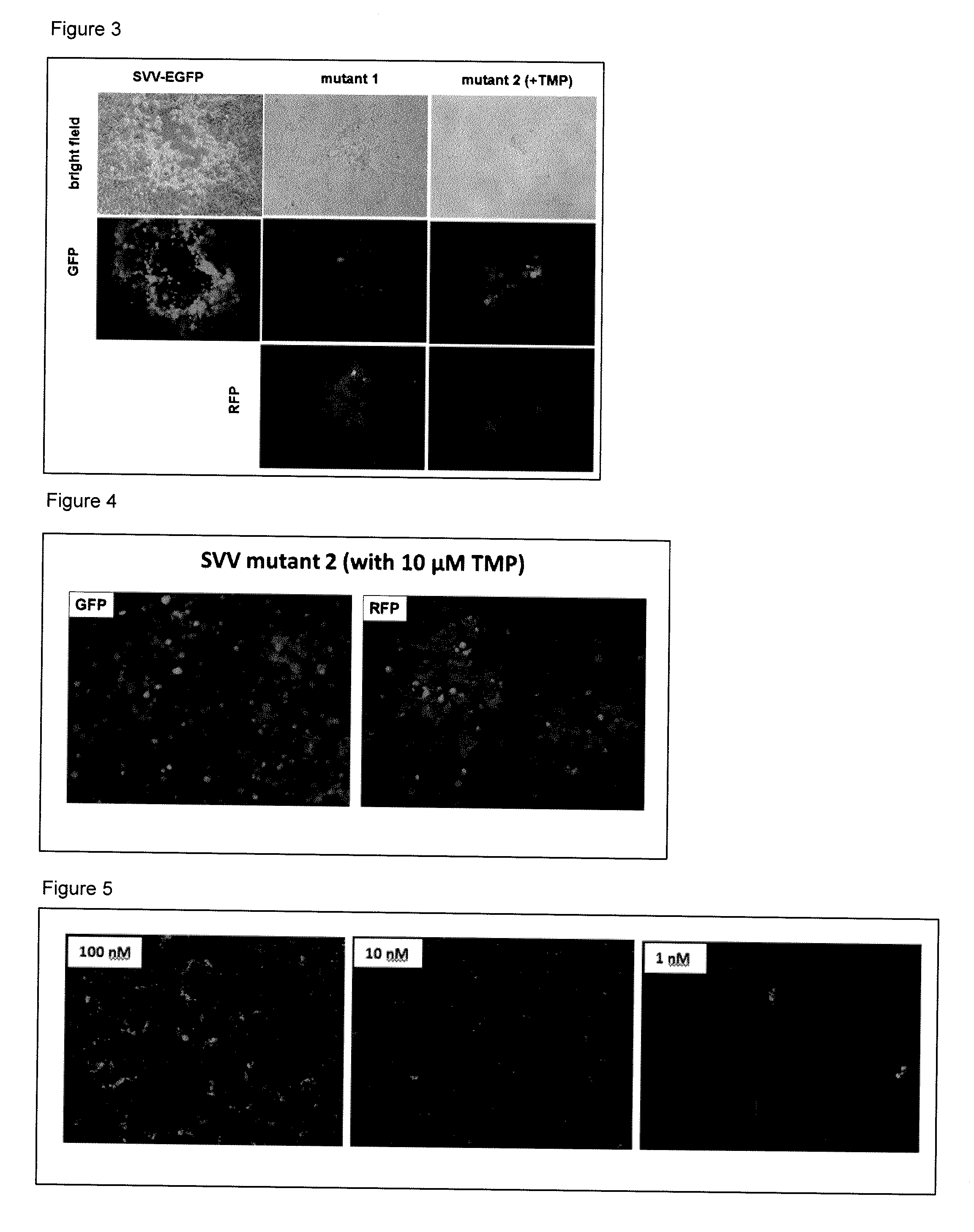 Conditionally replication deficient herpes virus and use thereof in vaccines