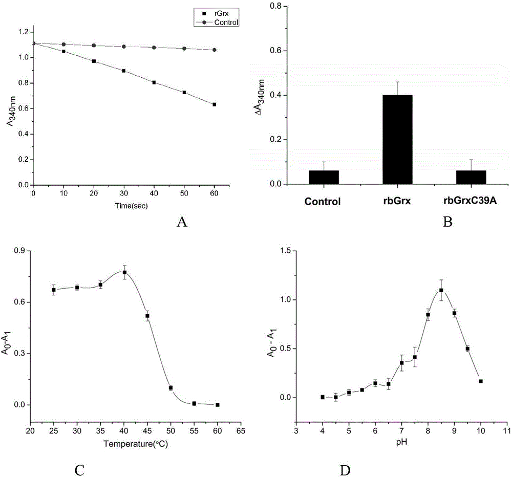 Recombinant buckwheat glutaredoxin as well as preparation method and application thereof