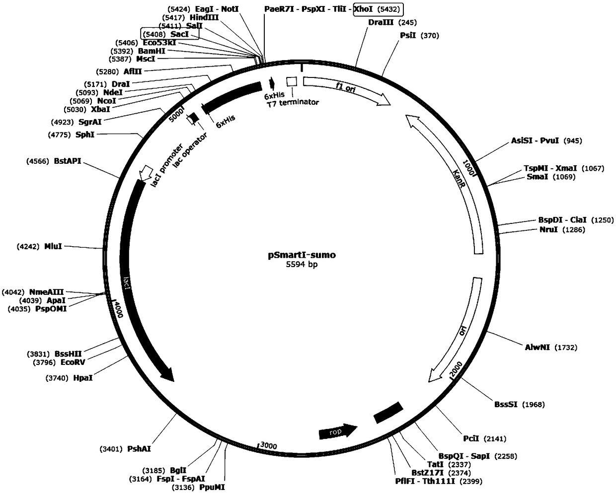 Novel penaeus monodon ALFpm12 antibacterial peptide, and preparation method and applications thereof