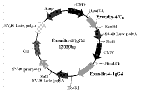 Long-acting immune fusion protein for treating diabetes mellitus