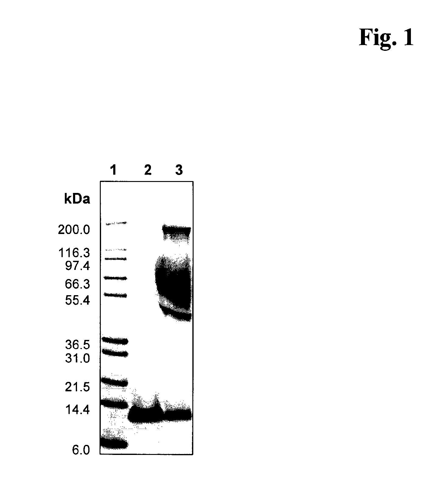 Method for the production of conjugates of insulin-like growth factor-1 and poly(ethylene glycol)