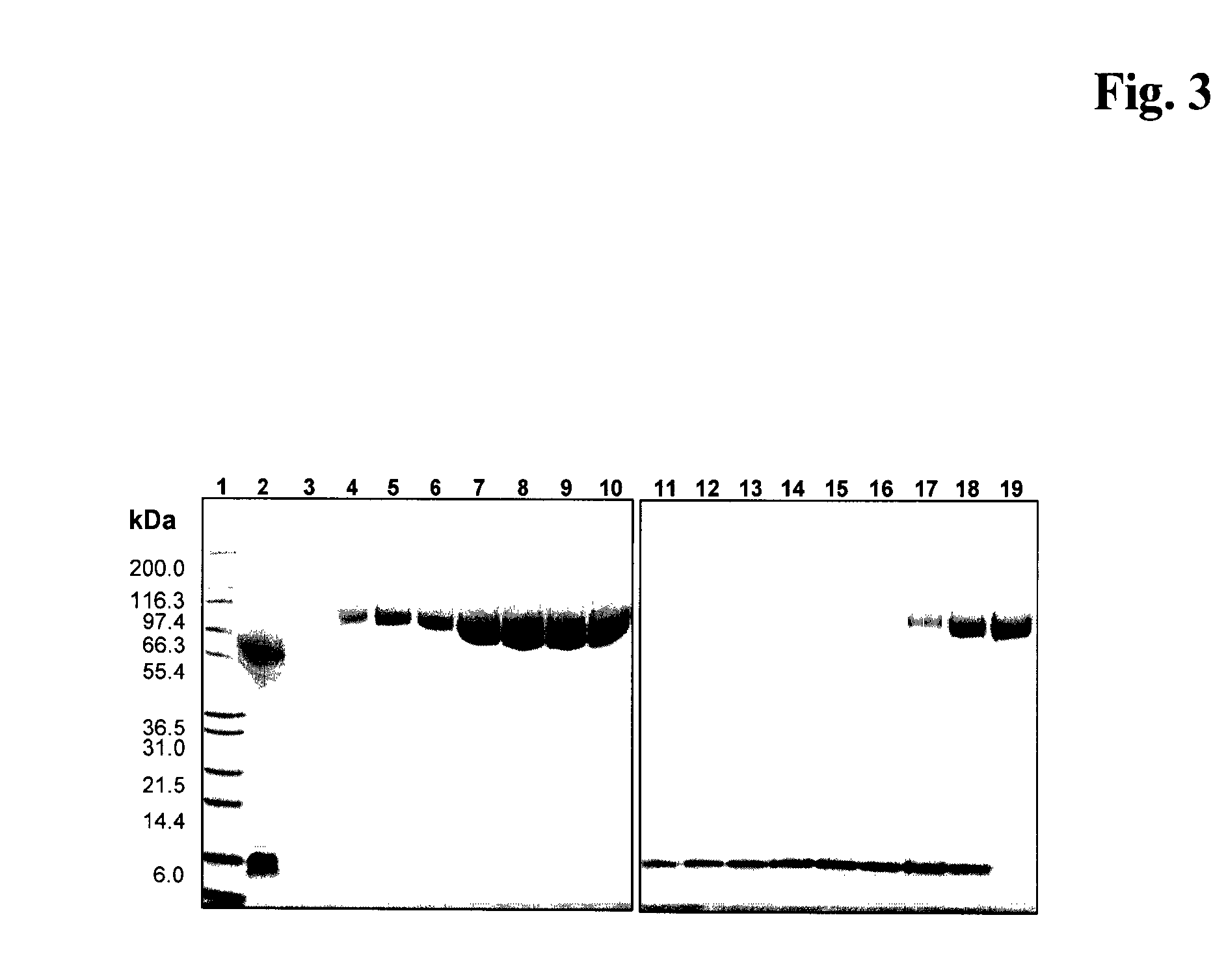 Method for the production of conjugates of insulin-like growth factor-1 and poly(ethylene glycol)
