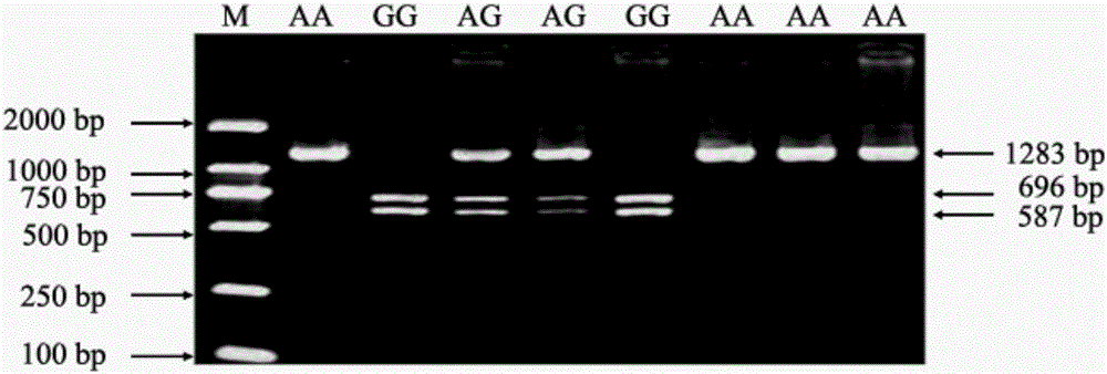 NGF gene as molecular marker of sheep yeaning traits and application thereof