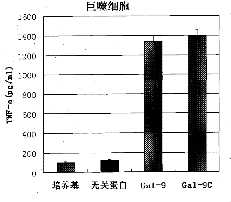 Preparation and application of human galectin-9 deletant for enhancement of immune response